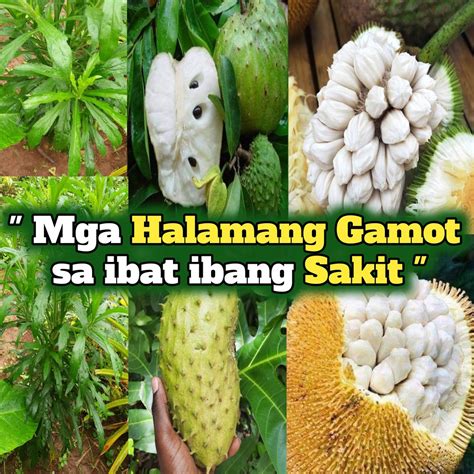 halamang gamot sa pagtatae ng biik|Halamang Gamot Sa Sakit Ng Tiyan At Pagtatae .